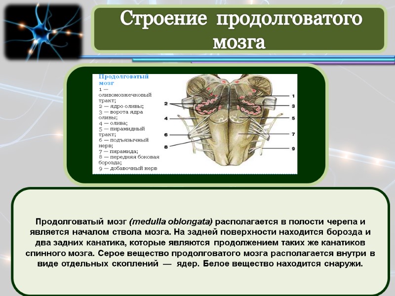 Продолговатый мозг (medulla oblongata) располагается в полости черепа и является началом ствола мозга. На